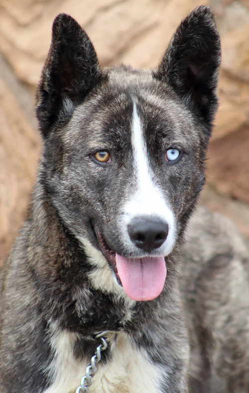 German Shepherd Blue Heeler Mix petfinder